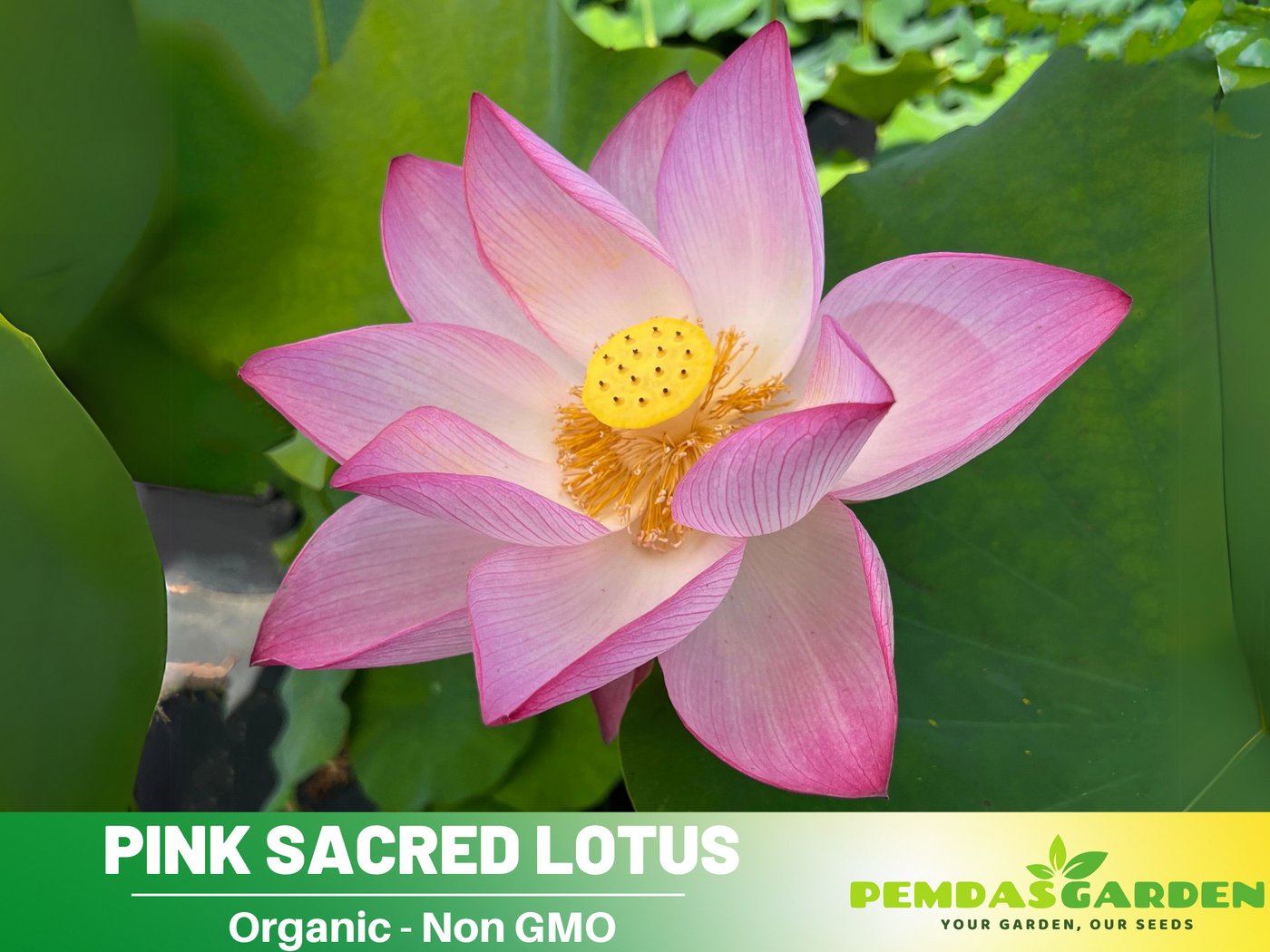 indian pink flower seeds 5+ Rare Seeds| Pink Sacred Lotus Seeds