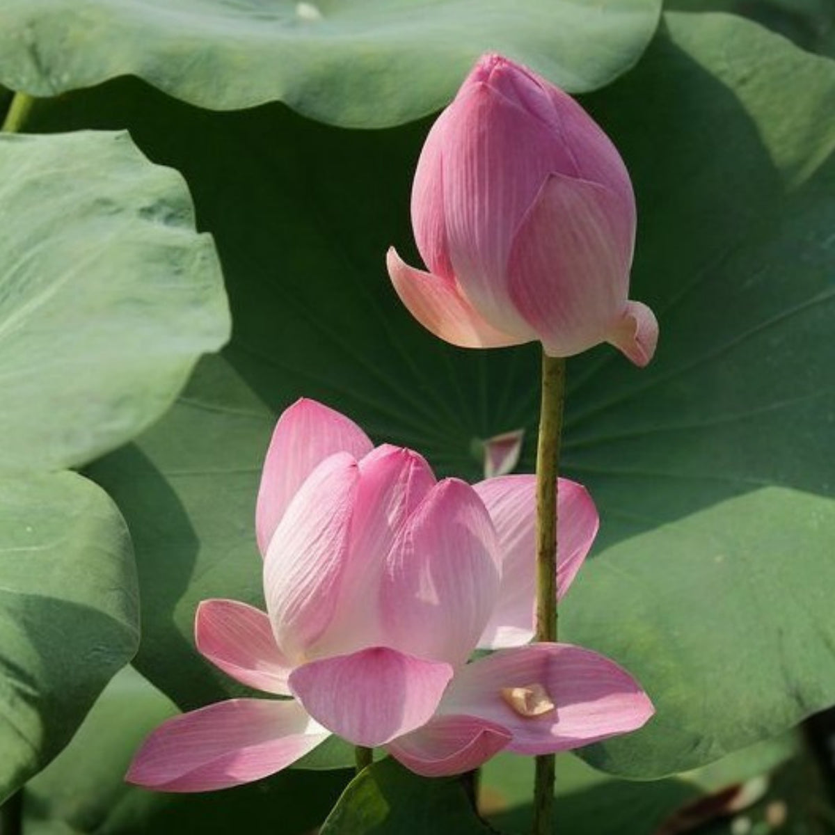 5+ Rare Seeds - Pink Sacred Lotus Seeds, Water Plant Seeds