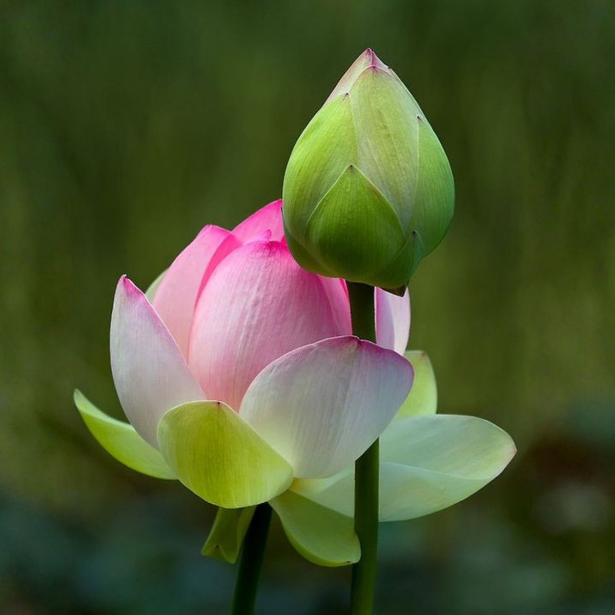5+ Rare Seeds - Pink Sacred Lotus Seeds, Water Plant Seeds