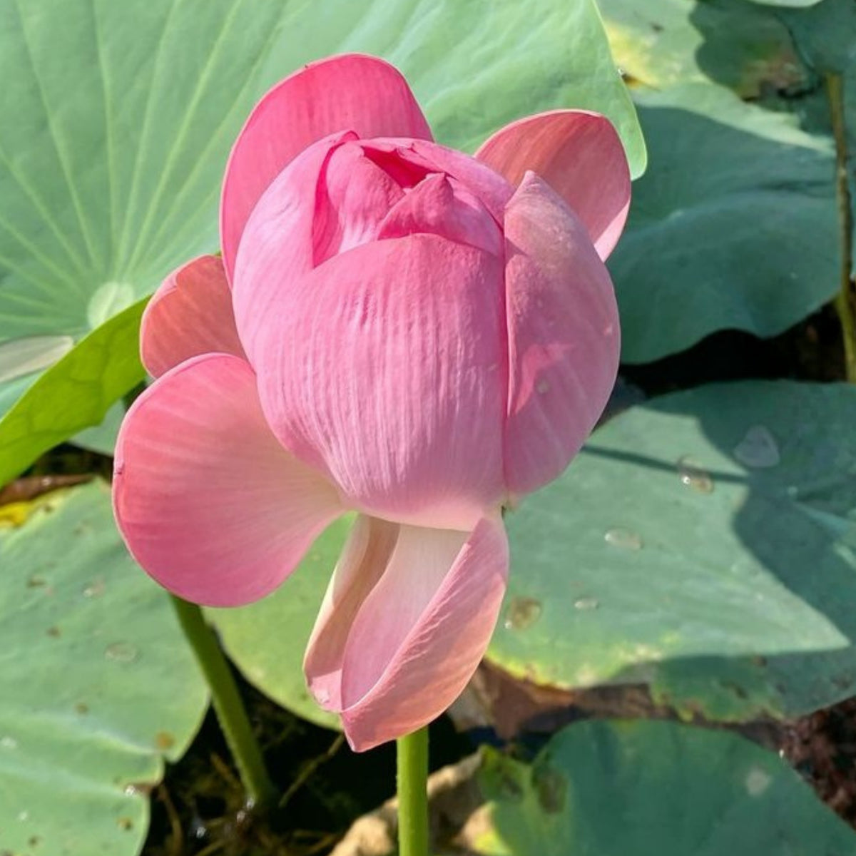 5+ Rare Seeds - Pink Sacred Lotus Seeds, Water Plant Seeds