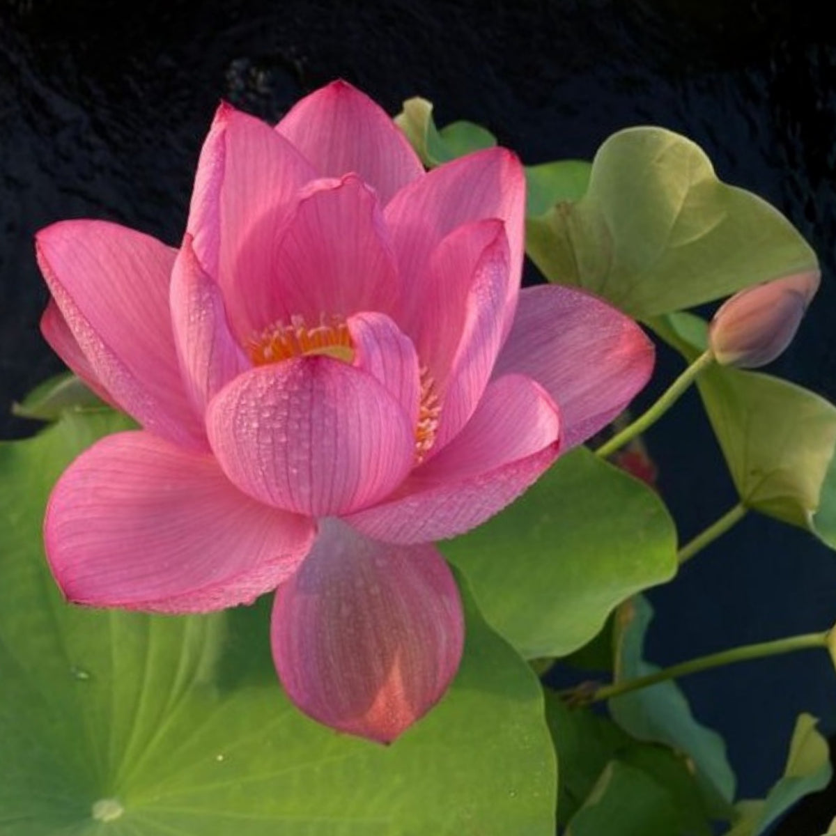 5+ Rare Seeds - Pink Sacred Lotus Seeds, Water Plant Seeds