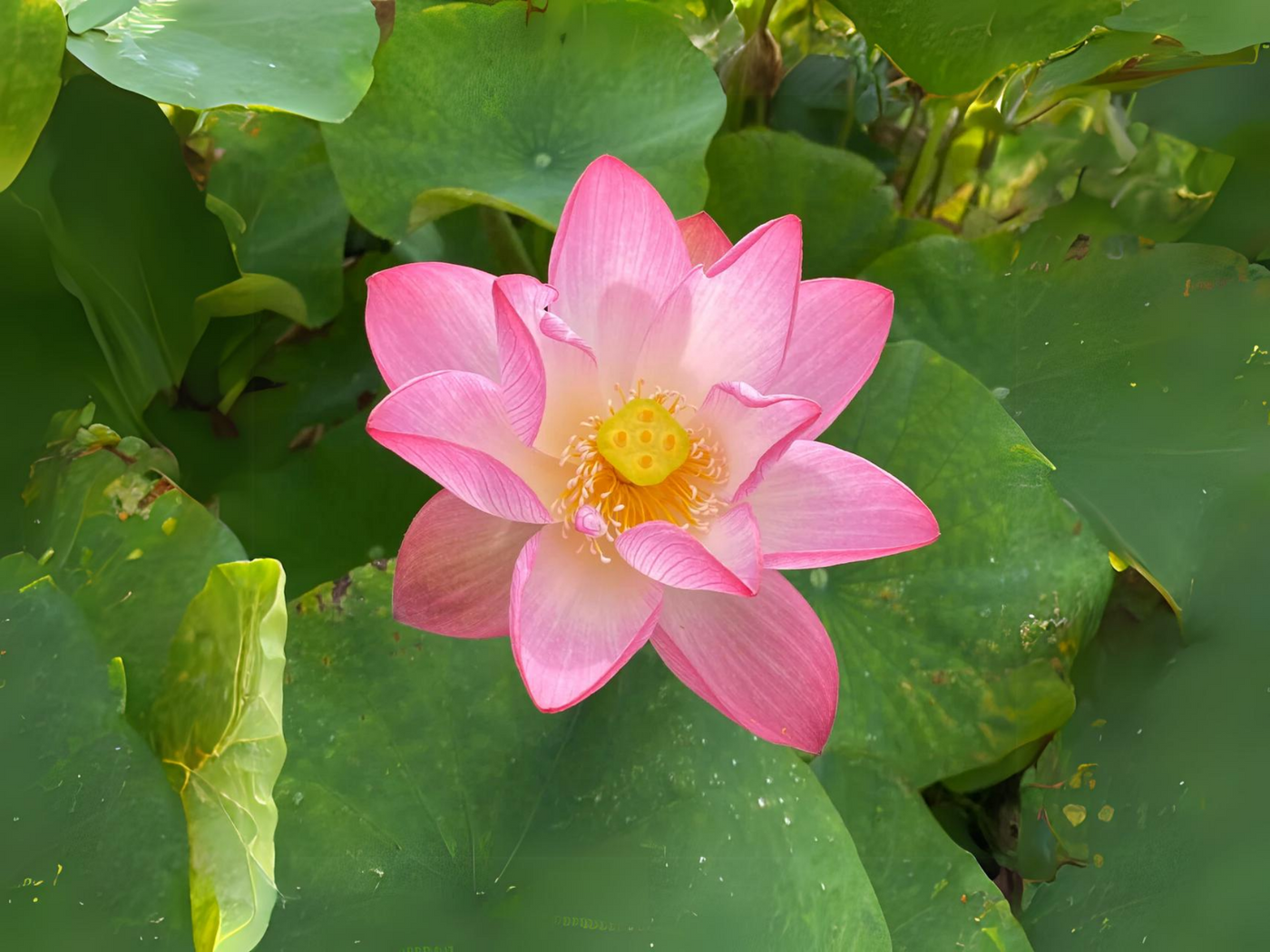 where to buy lotus flower seeds 5+ Rare Seeds| Pink Sacred Lotus Seeds