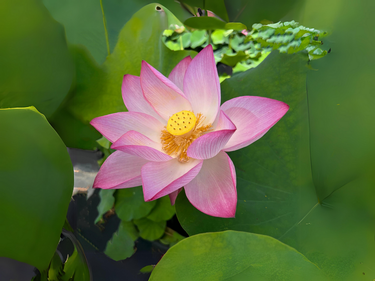 5+ Rare Seeds| Pink Sacred Lotus Seeds - Indian Lotus (Nelumbo nucifera) Seeds #Q003