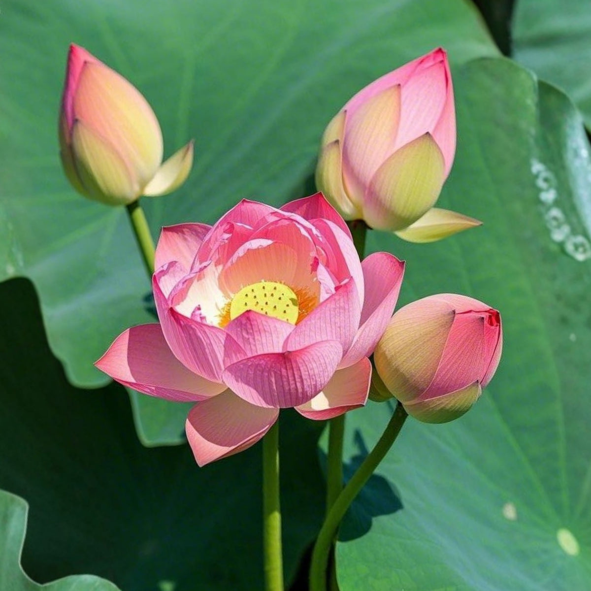 5+ Rare Seeds - Pink Sacred Lotus Seeds, Water Plant Seeds