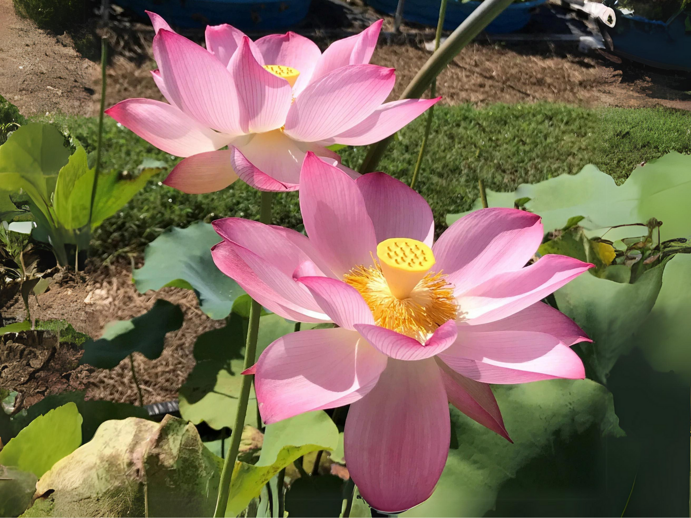 indian pink plant seeds 5+ Rare Seeds| Pink Sacred Lotus Seeds