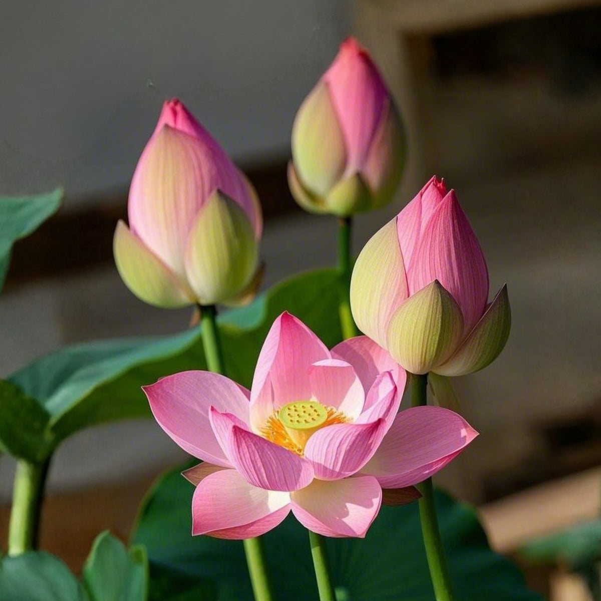 5+ Rare Seeds - Pink Sacred Lotus Seeds, Water Plant Seeds