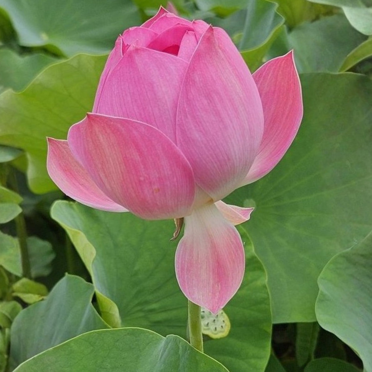 5+ Rare Seeds - Pink Sacred Lotus Seeds, Water Plant Seeds