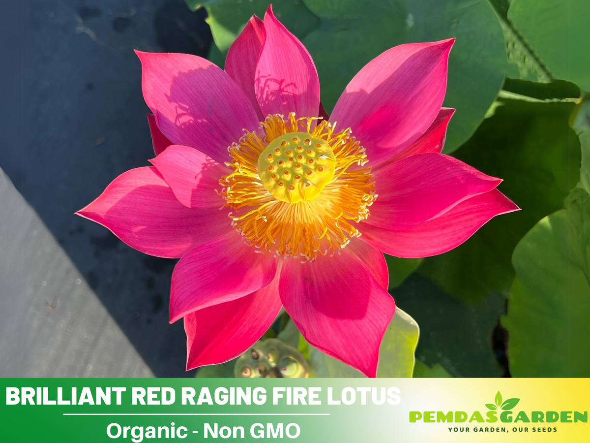 5+ Rare Seeds| Brilliant Red Raging Fire Lotus Seeds - Indian Lotus (N ...
