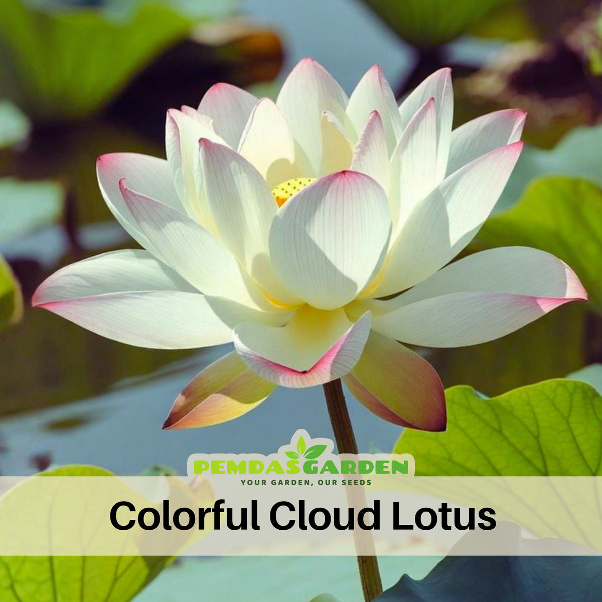 5+ Rare Seeds - Colorful Cloud Lotus Seeds, Edible Seeds & Roots