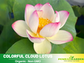 5+ Rare Seeds| Colorful Cloud Lotus Seeds - Indian Lotus (Nelumbo nucifera) Seeds– Indian Lotus (Nelumbo nucifera), Sacred Aquatic Perennial with Fragrant Flowers, Edible Seeds & Roots, Ornamental Pond & Container Plant #Q006