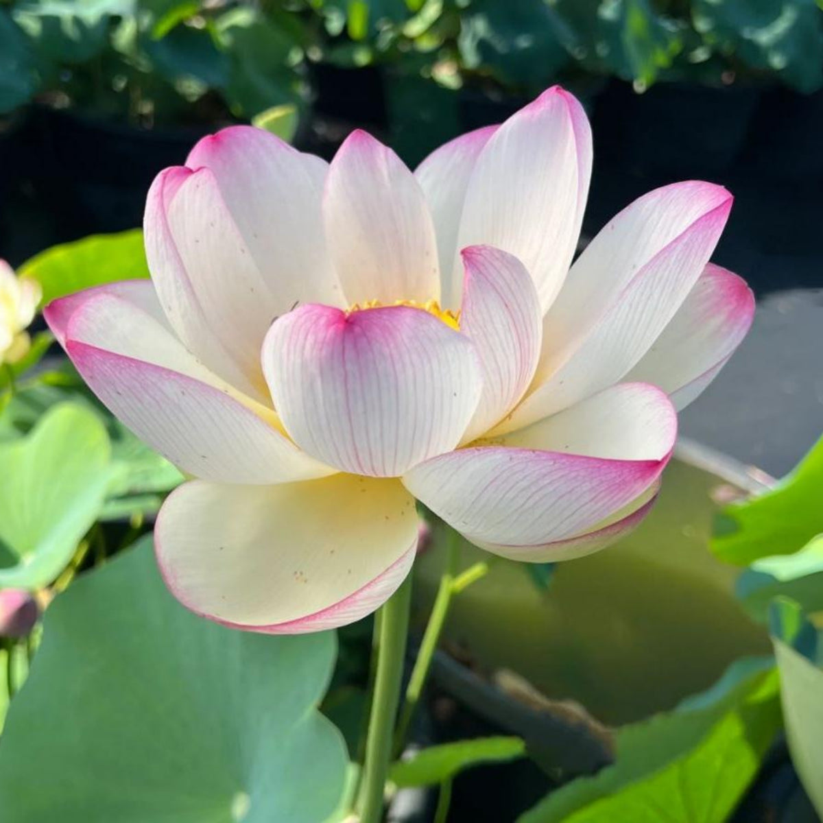 5+ Rare Seeds - Colorful Cloud Lotus Seeds, Edible Seeds & Roots