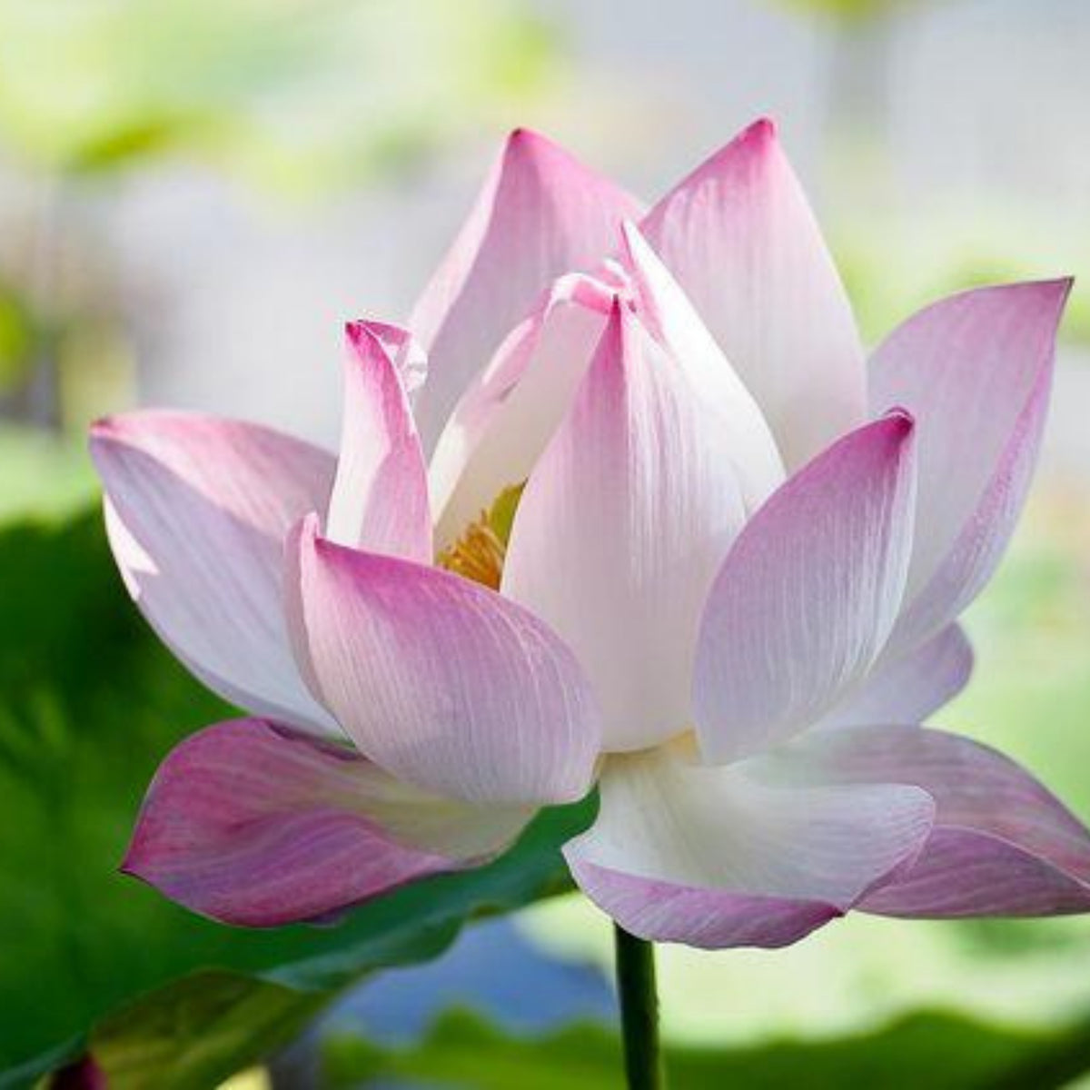 5+ Rare Seeds - Colorful Cloud Lotus Seeds, Edible Seeds & Roots