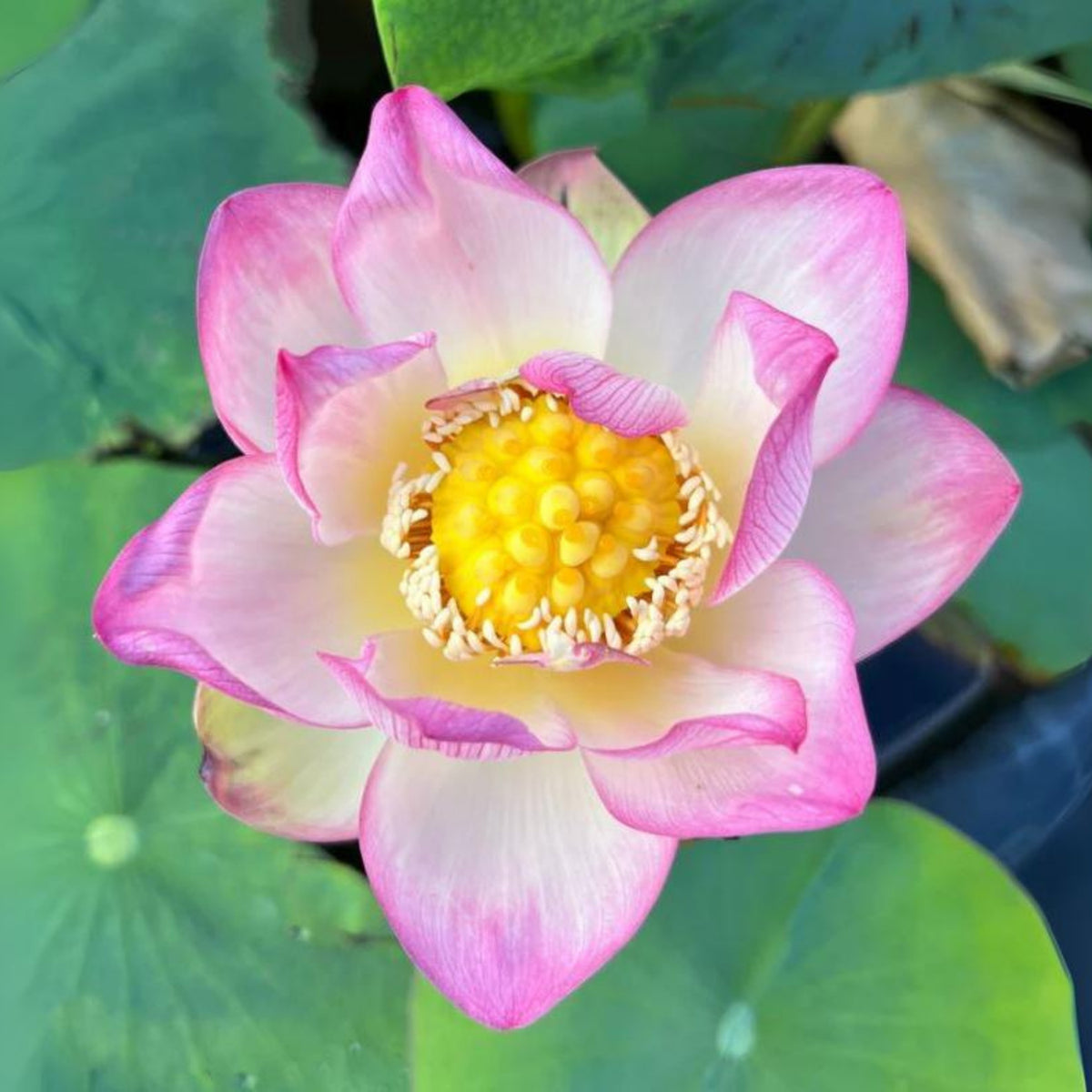 5+ Rare Seeds - Colorful Cloud Lotus Seeds, Edible Seeds & Roots