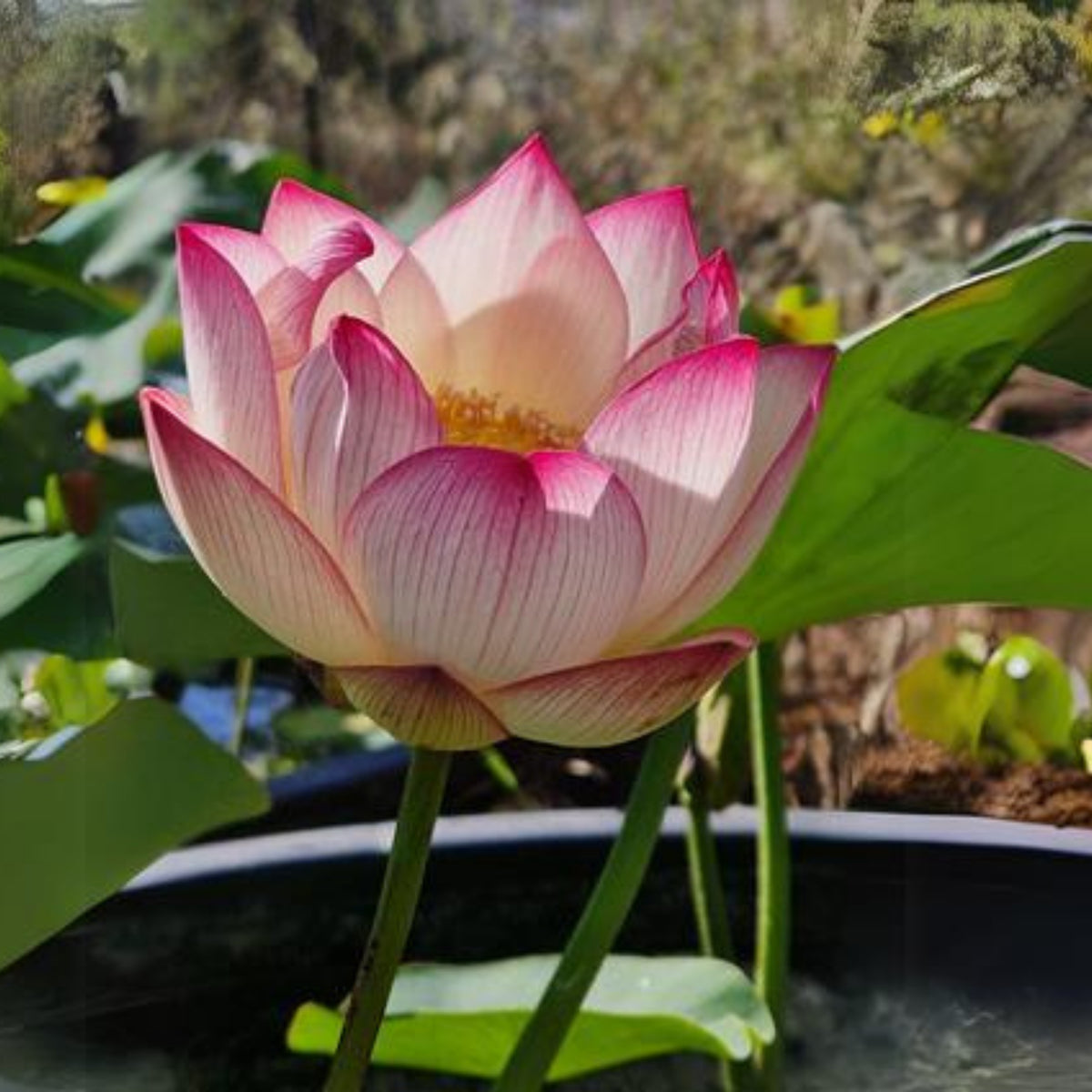 5+ Rare Seeds - Colorful Cloud Lotus Seeds, Edible Seeds & Roots