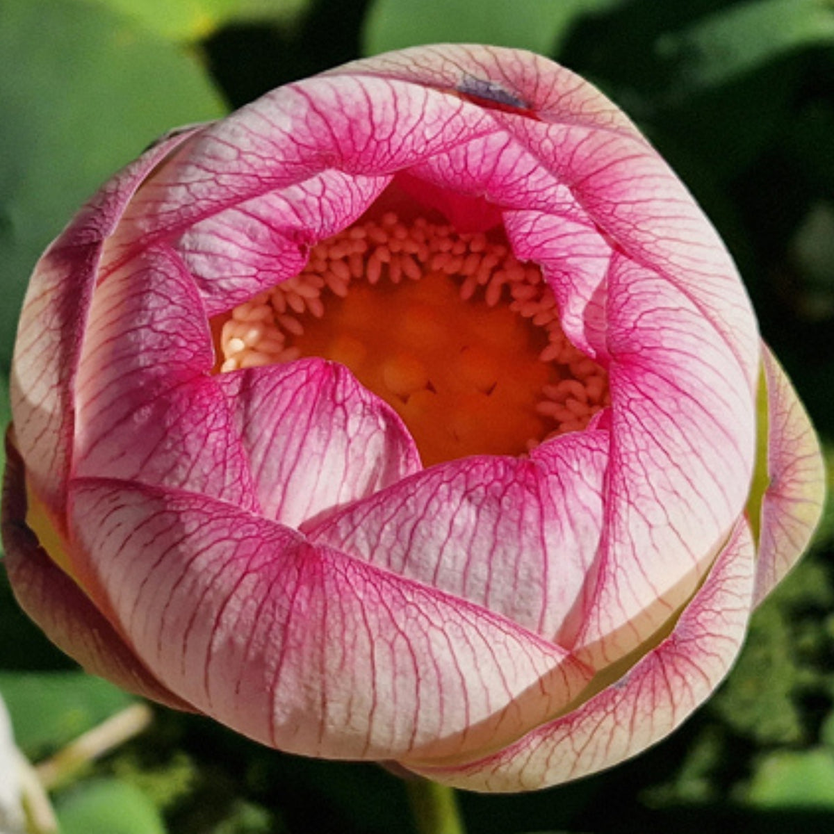 5+ Rare Seeds - Colorful Cloud Lotus Seeds, Edible Seeds & Roots
