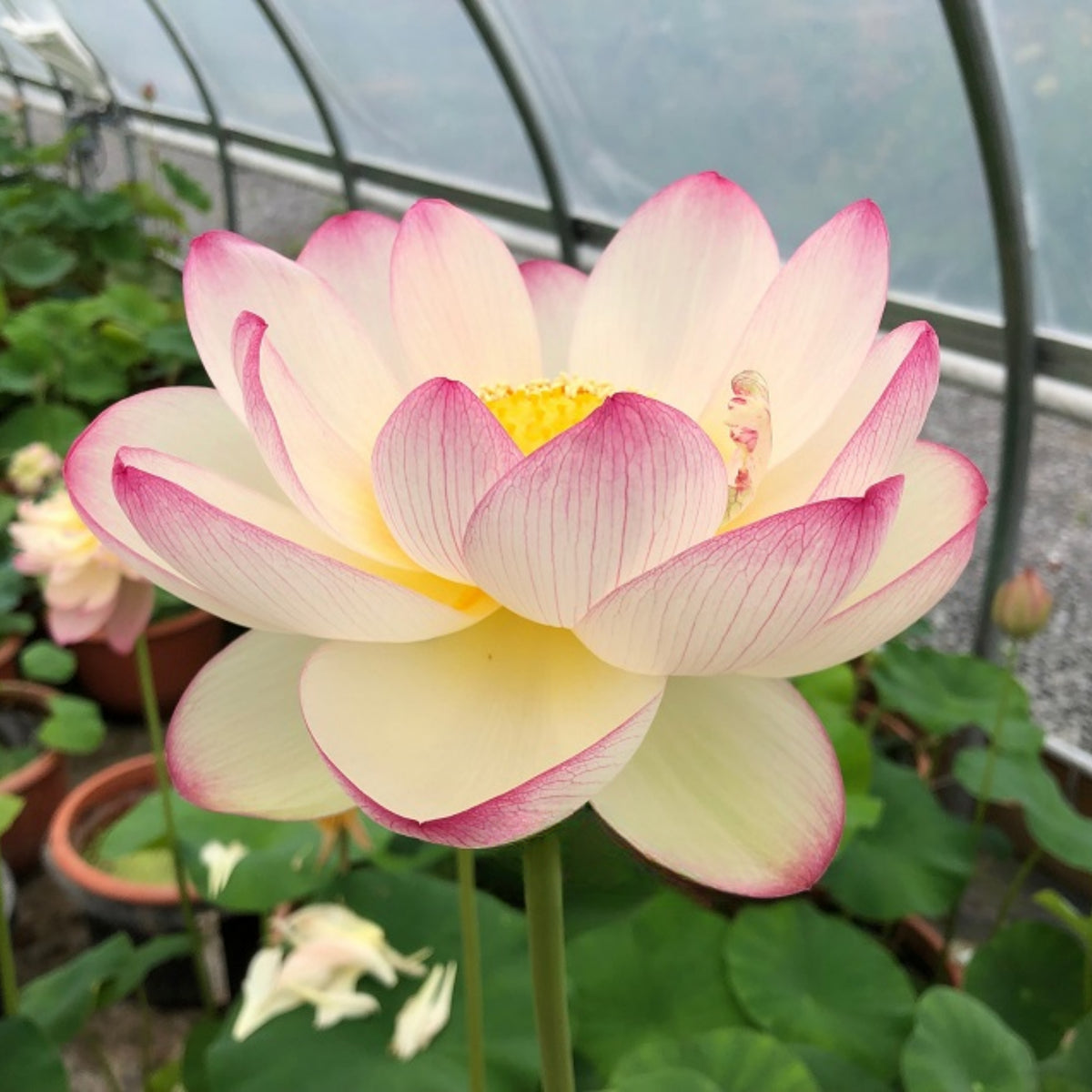 5+ Rare Seeds - Colorful Cloud Lotus Seeds, Edible Seeds & Roots
