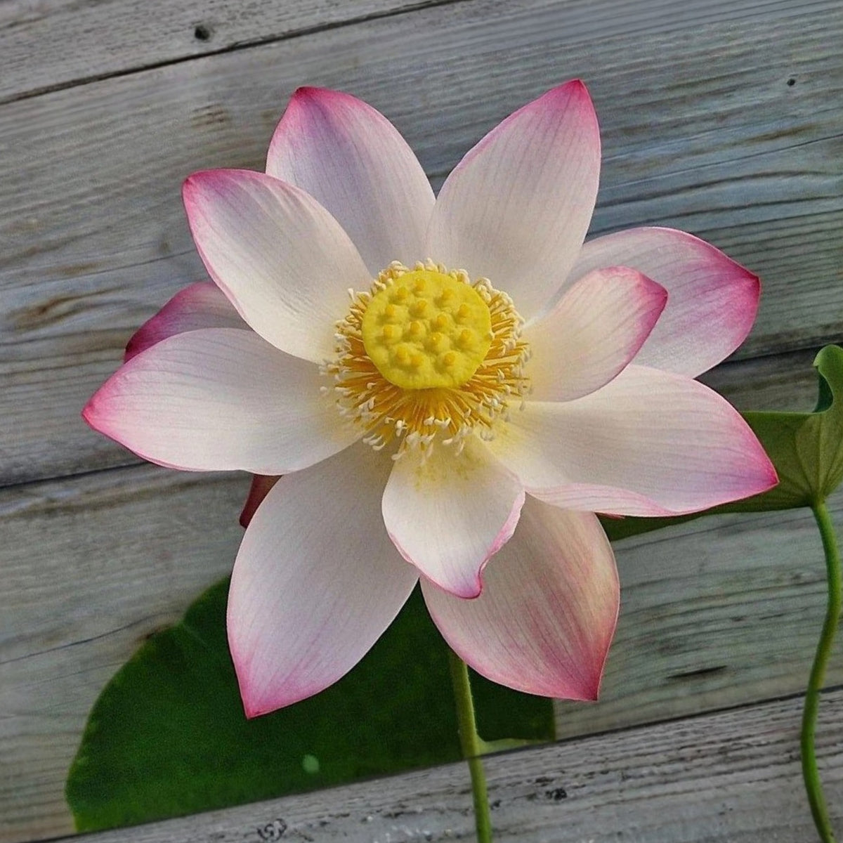 5+ Rare Seeds - Colorful Cloud Lotus Seeds, Edible Seeds & Roots