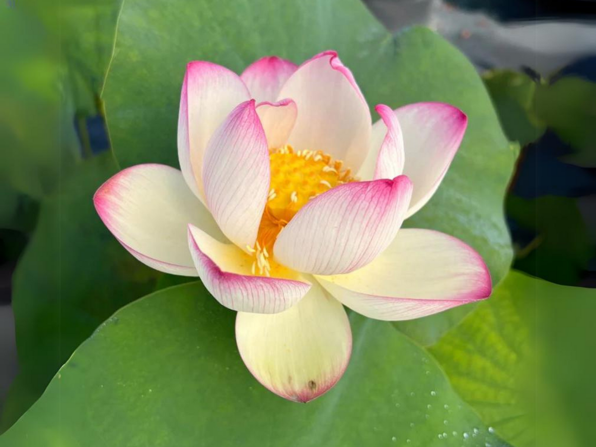 5+ Rare Seeds| Colorful Cloud Lotus Seeds - Indian Lotus (Nelumbo nucifera) Seeds #Q006