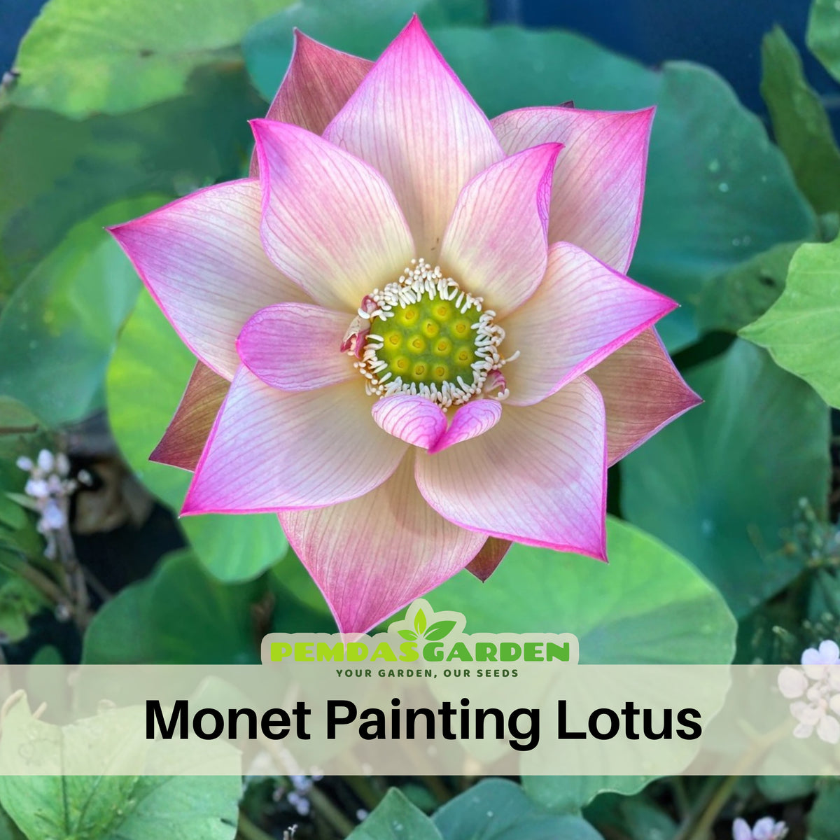5+ Rare Seeds - Monet Painting Lotus Seeds, Edible Seeds & Roots