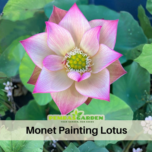 5+ Rare Seeds - Monet Painting Lotus Seeds, Edible Seeds & Roots