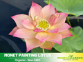 5+ Rare Seeds| Monet Painting Lotus Seeds - Indian Lotus (Nelumbo nucifera) Seeds- Aquatic Perennial Water Plant with Fragrant Flowers, Edible Seeds & Roots, Egyptian Lotus, Bean of India, Ornamental Pond & Container Plant #Q007