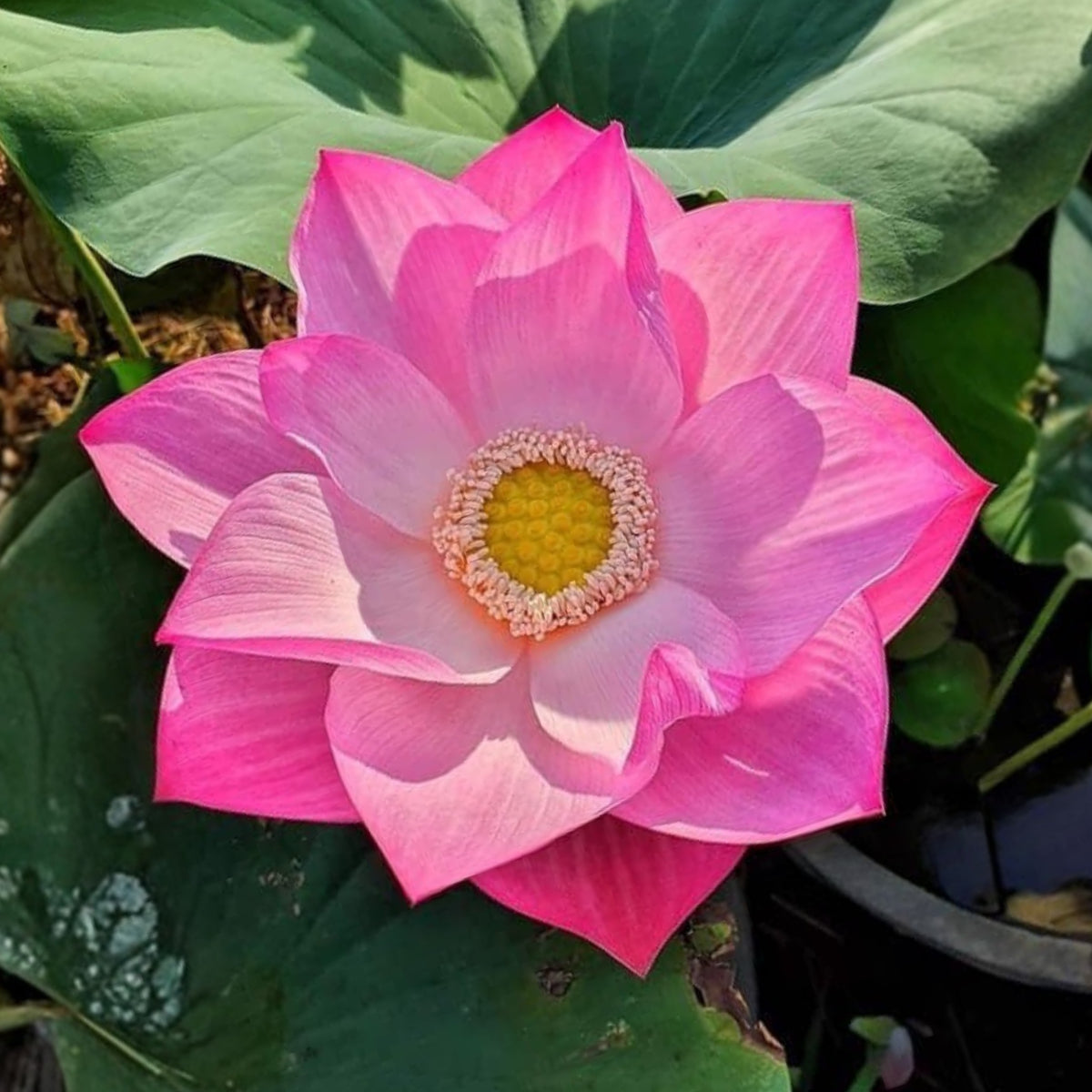 5+ Rare Seeds - Monet Painting Lotus Seeds, Edible Seeds & Roots