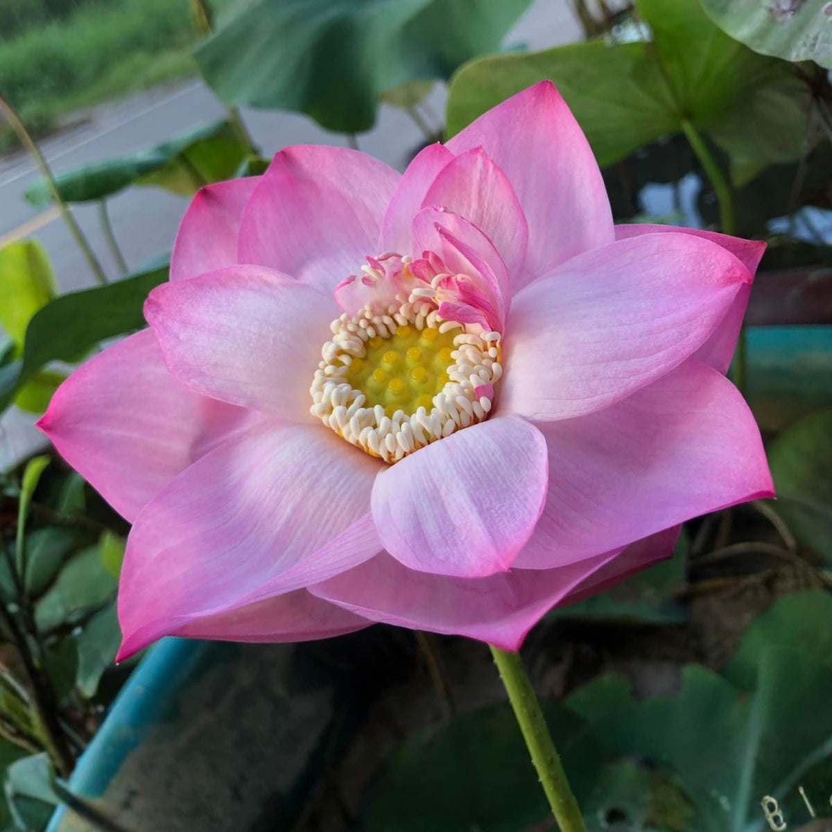 5+ Rare Seeds - Monet Painting Lotus Seeds, Edible Seeds & Roots