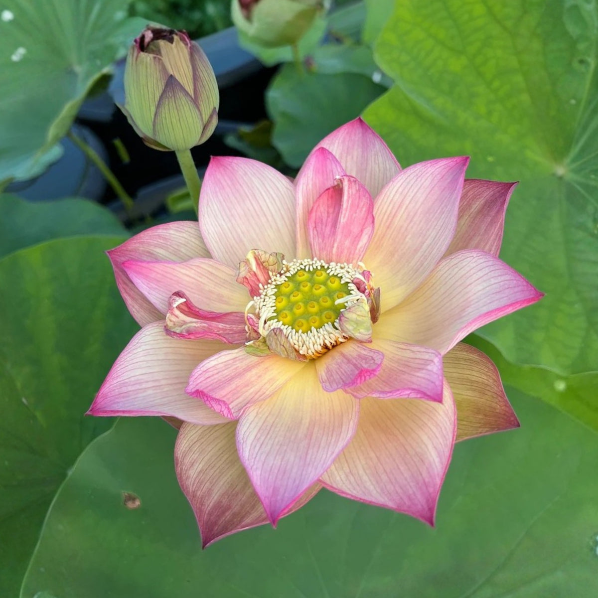 5+ Rare Seeds - Monet Painting Lotus Seeds, Edible Seeds & Roots