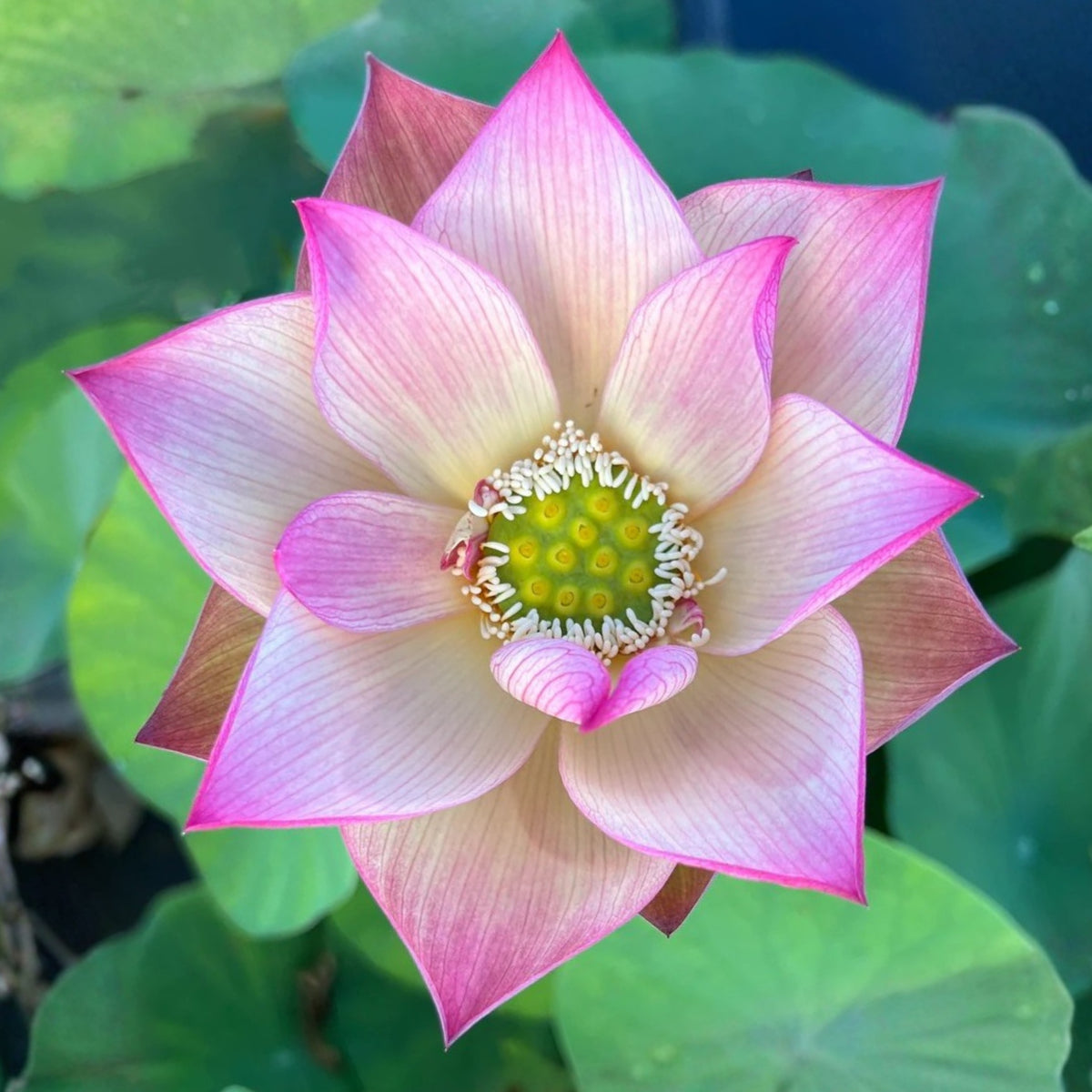 5+ Rare Seeds - Monet Painting Lotus Seeds, Edible Seeds & Roots