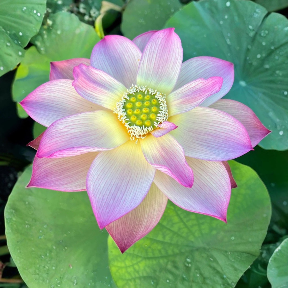 5+ Rare Seeds - Monet Painting Lotus Seeds, Edible Seeds & Roots
