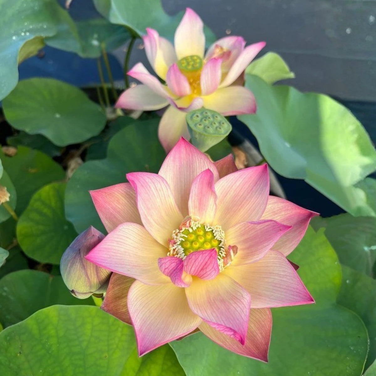 5+ Rare Seeds - Monet Painting Lotus Seeds, Edible Seeds & Roots
