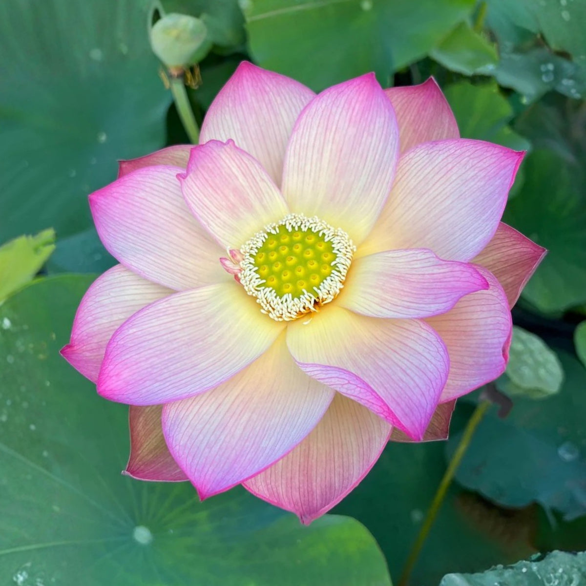 5+ Rare Seeds - Monet Painting Lotus Seeds, Edible Seeds & Roots
