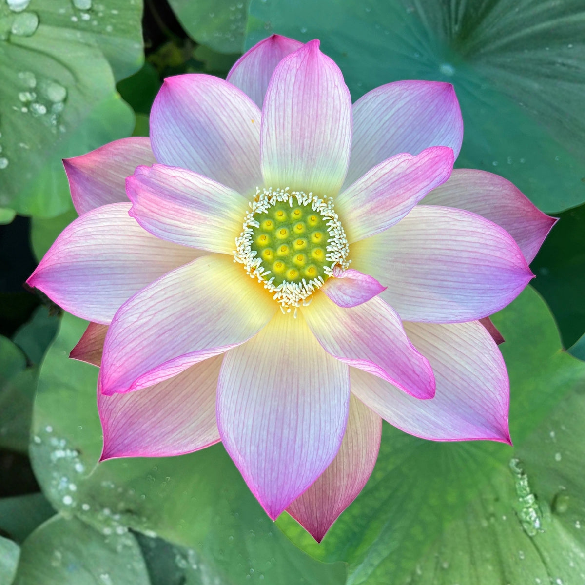 5+ Rare Seeds - Monet Painting Lotus Seeds, Edible Seeds & Roots