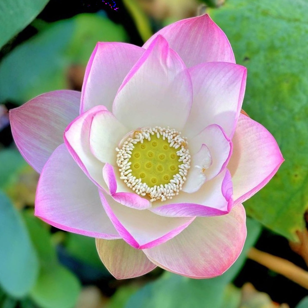 5+ Rare Seeds - Monet Painting Lotus Seeds, Edible Seeds & Roots