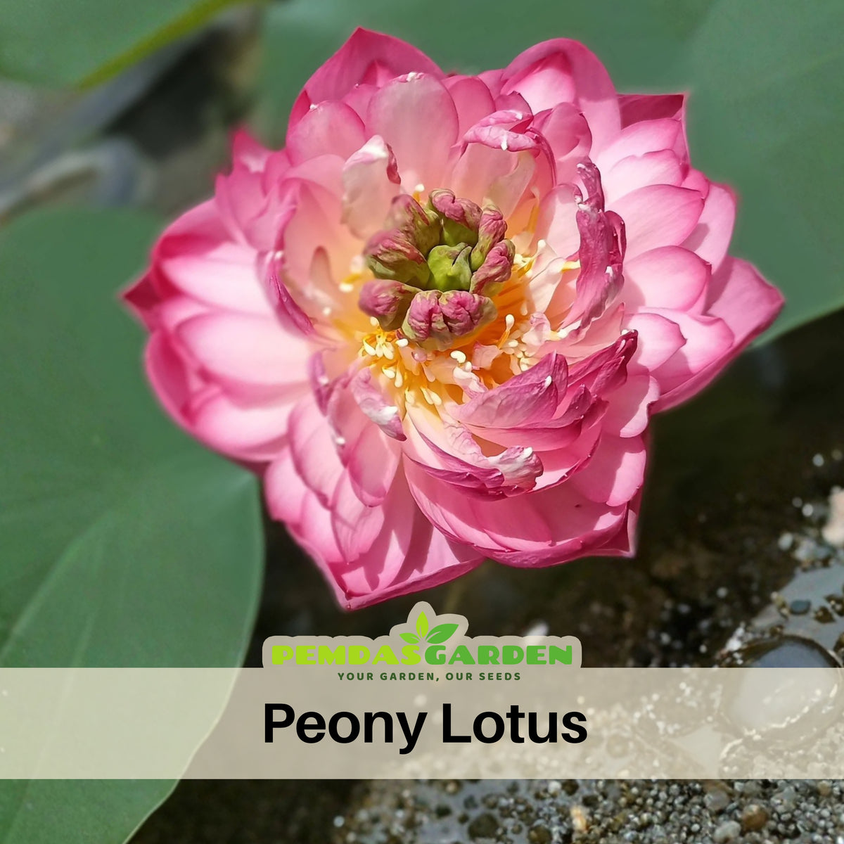 5+ Rare Seeds - Peony Lotus Seeds, Edible Seeds & Roots