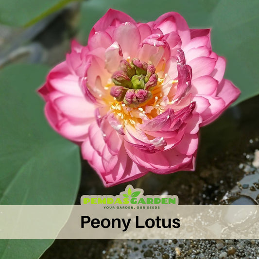 5+ Rare Seeds - Peony Lotus Seeds, Edible Seeds & Roots