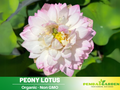 5+ Rare Seeds| Peony Lotus Seeds - Indian Lotus (Nelumbo nucifera) Seeds - Aquatic Perennial Water Plant with Fragrant Flowers, Edible Seeds & Roots, Egyptian Lotus, Bean of India, Ornamental Pond & Container Plant#Q008