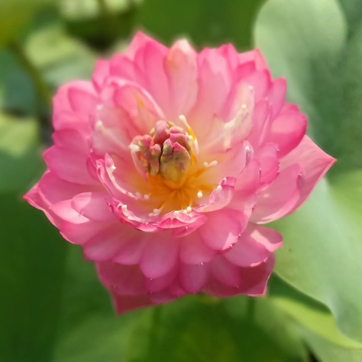 5+ Rare Seeds - Peony Lotus Seeds, Edible Seeds & Roots