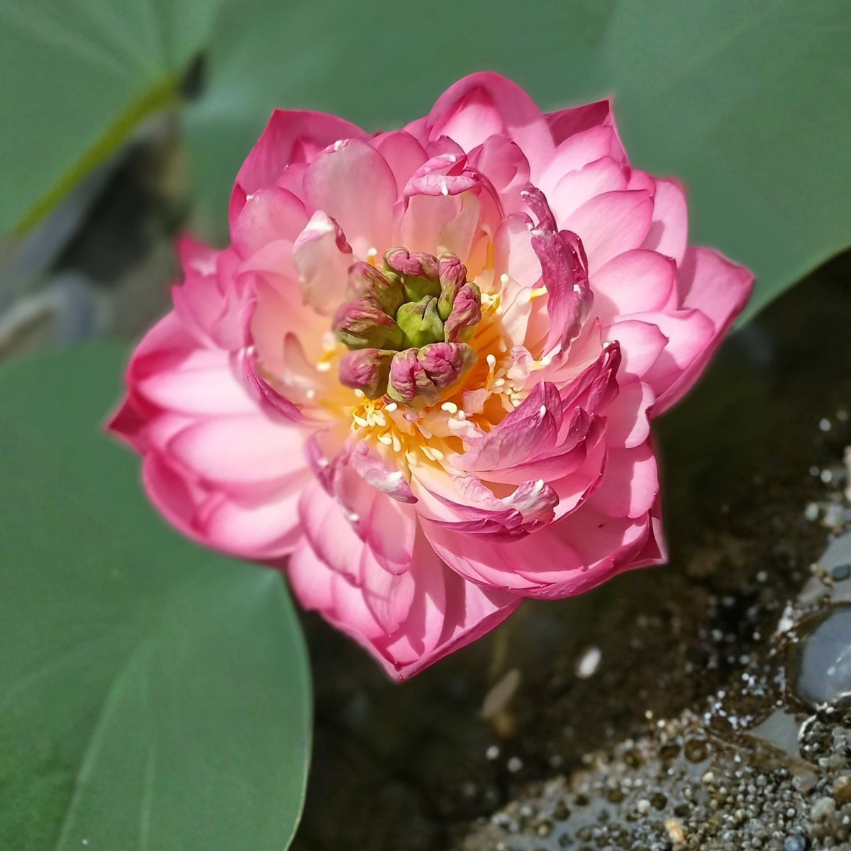 5+ Rare Seeds - Peony Lotus Seeds, Edible Seeds & Roots