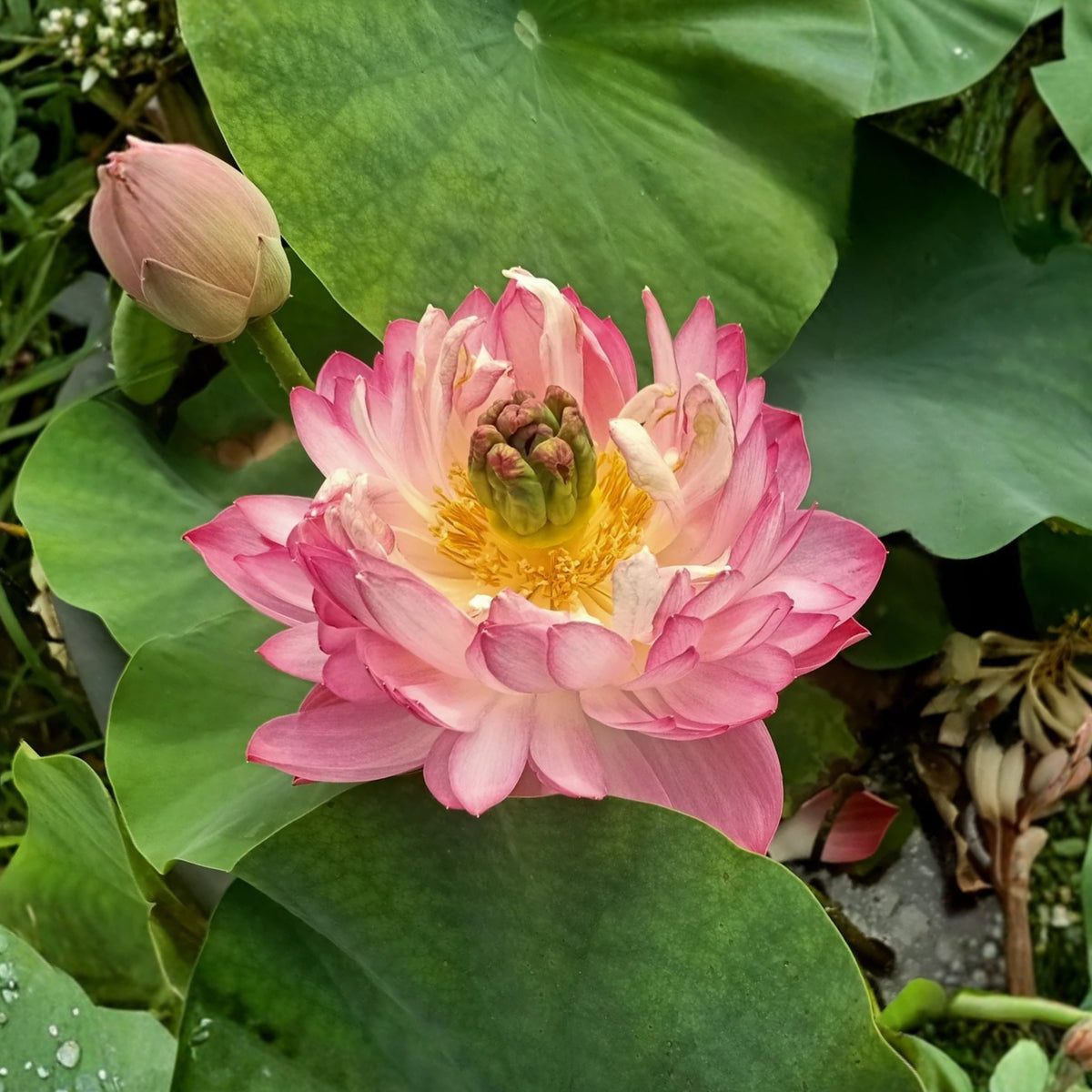 5+ Rare Seeds - Peony Lotus Seeds, Edible Seeds & Roots