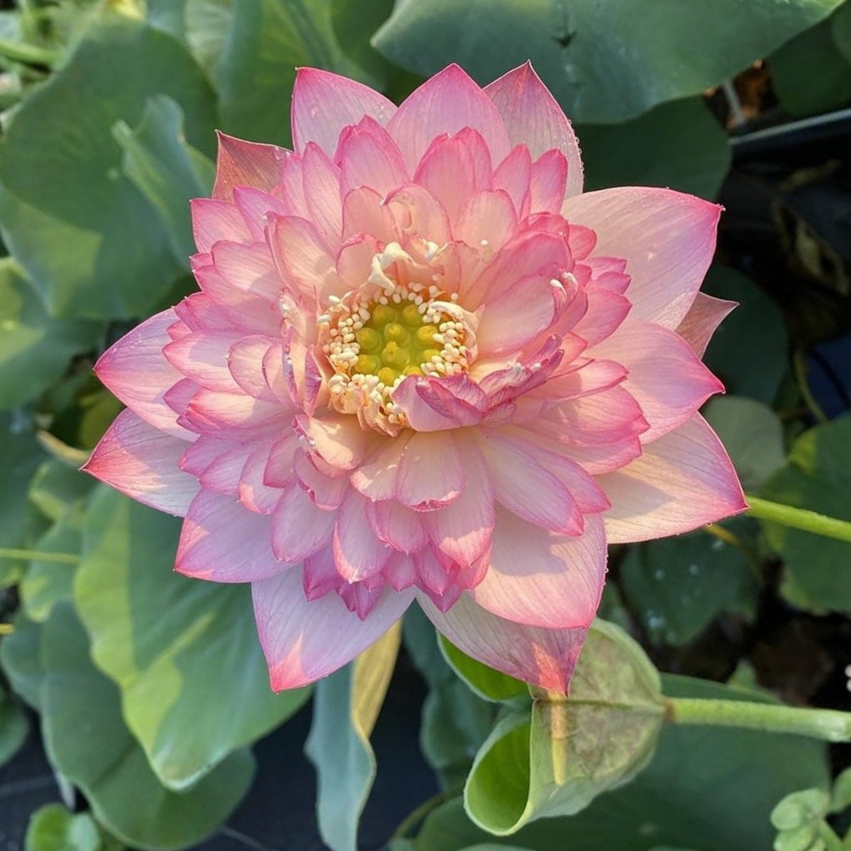 5+ Rare Seeds - Peony Lotus Seeds, Edible Seeds & Roots