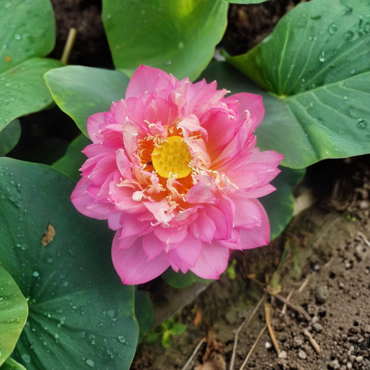 5+ Rare Seeds - Peony Lotus Seeds, Edible Seeds & Roots