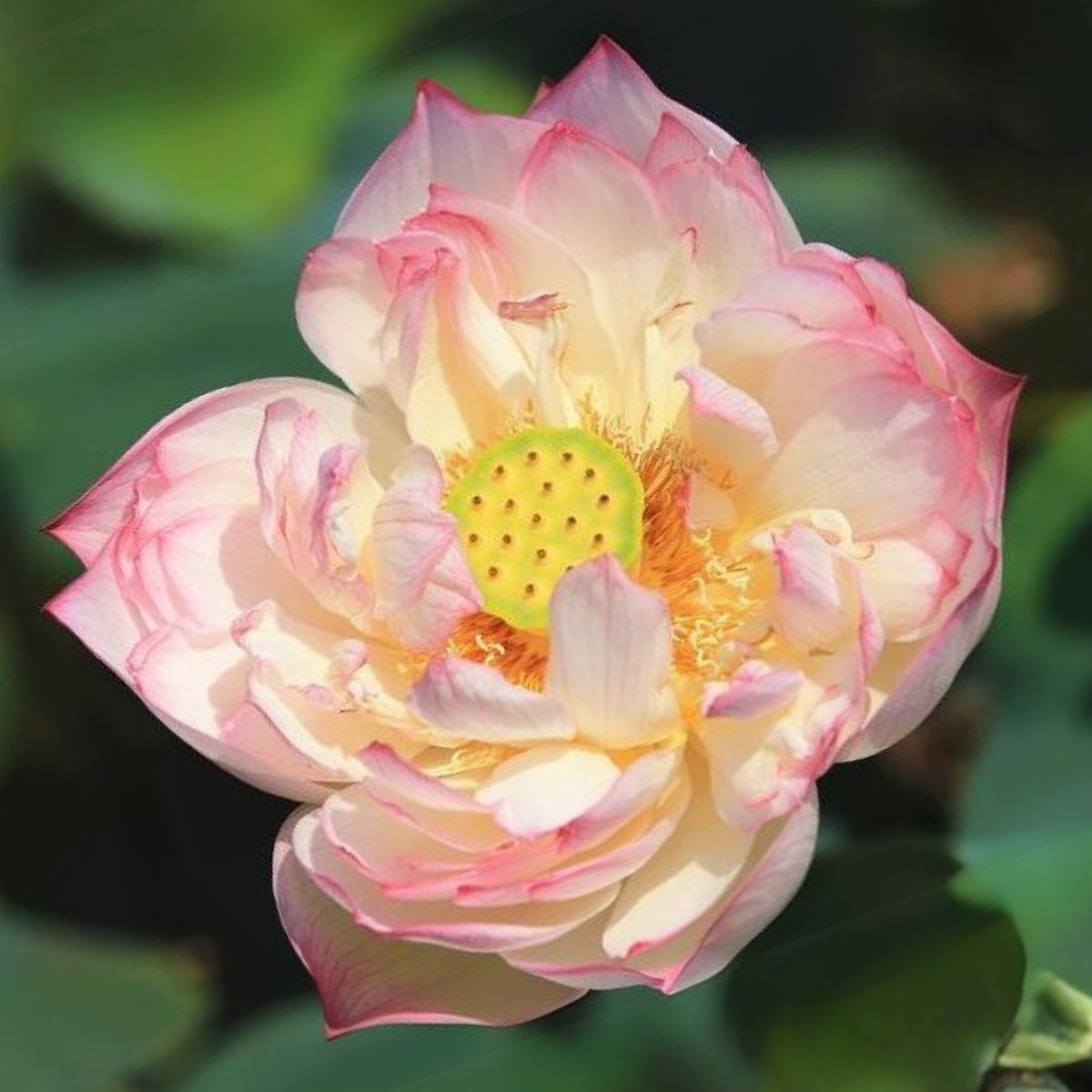 5+ Rare Seeds - Peony Lotus Seeds, Edible Seeds & Roots