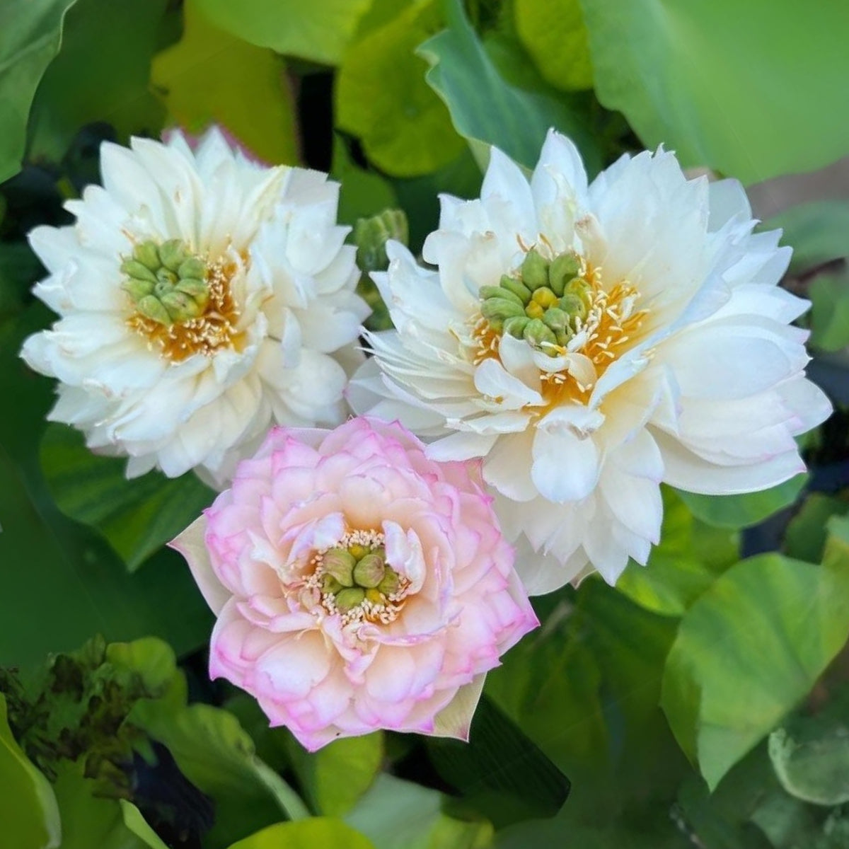 5+ Rare Seeds - Peony Lotus Seeds, Edible Seeds & Roots