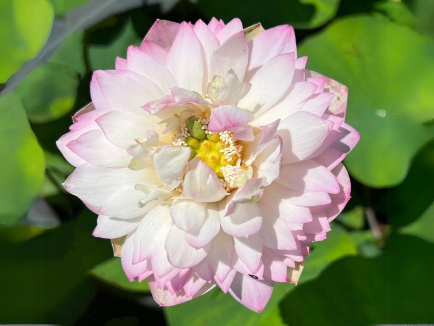5+ Rare Seeds| Peony Lotus Seeds - Indian Lotus (Nelumbo nucifera 5+ Rare Seeds| Peony Lotus Seeds - Indian Lotus (Nelumbo nucifera