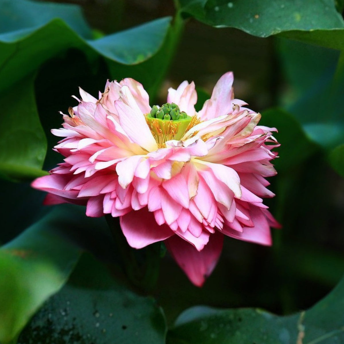 5+ Rare Seeds - Peony Lotus Seeds, Edible Seeds & Roots