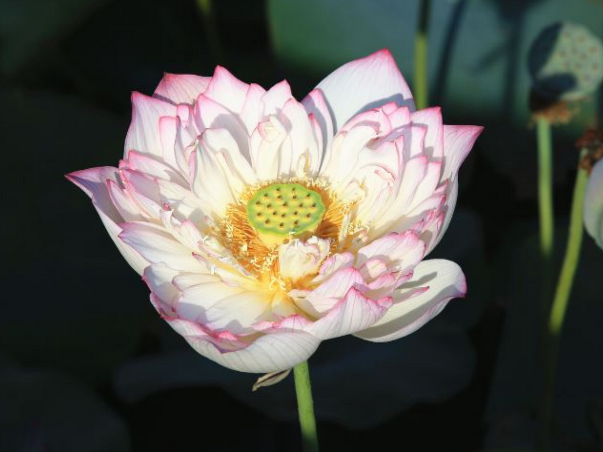 5+ Rare Seeds| Peony Lotus Seeds - Indian Lotus (Nelumbo nucifera) Seeds #Q008