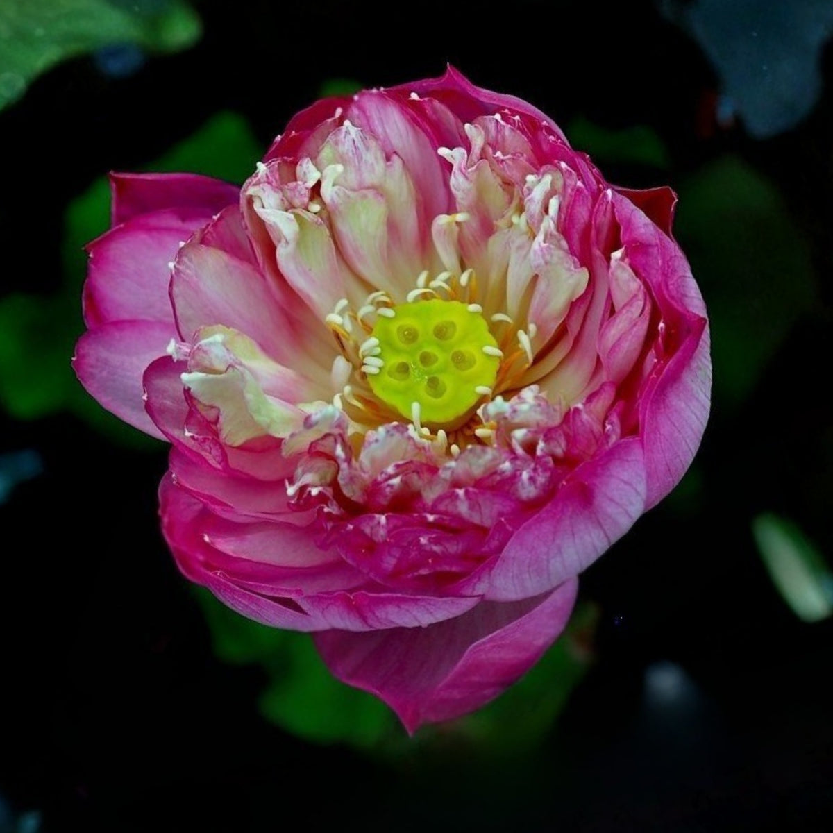 5+ Rare Seeds - Peony Lotus Seeds, Edible Seeds & Roots