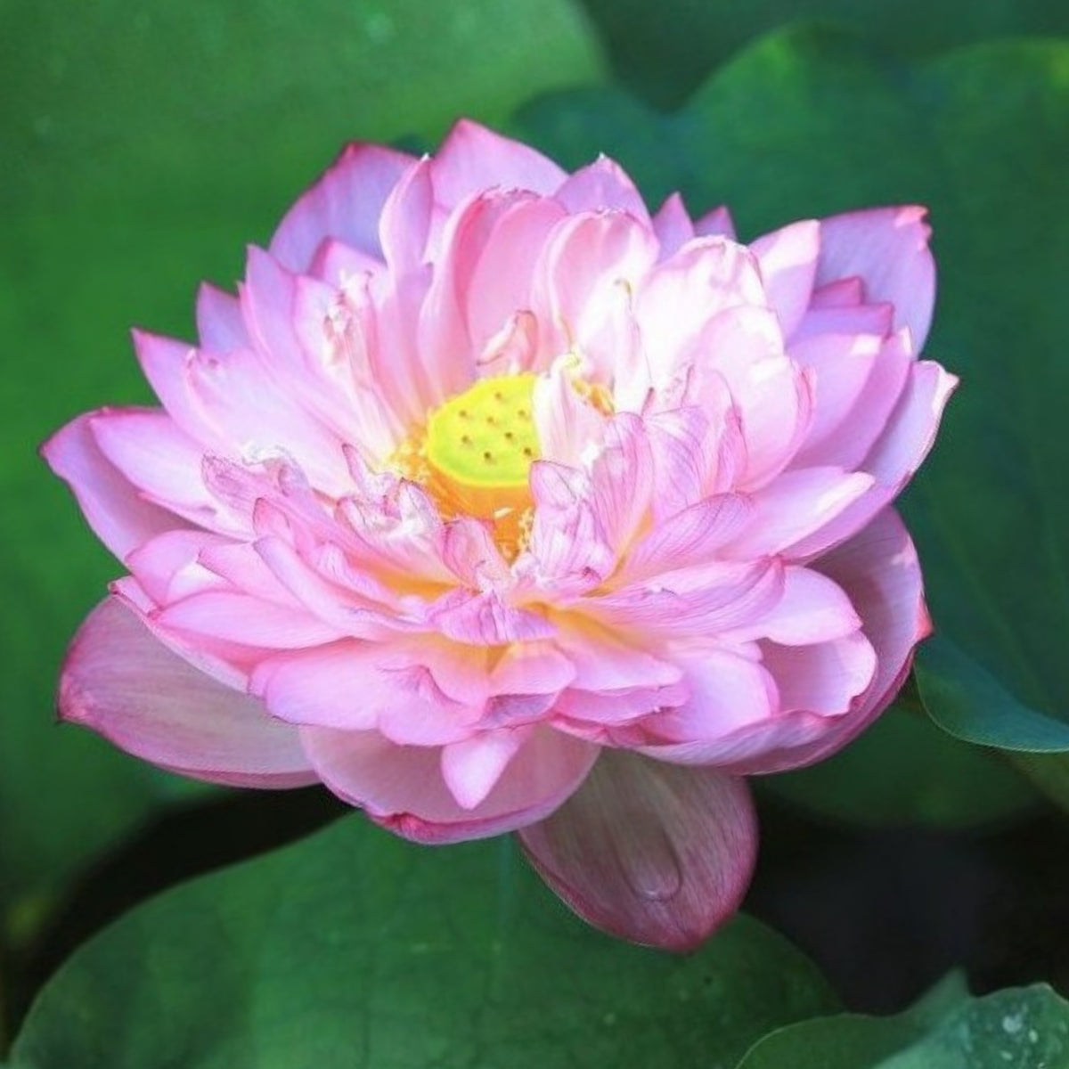 5+ Rare Seeds - Peony Lotus Seeds, Edible Seeds & Roots