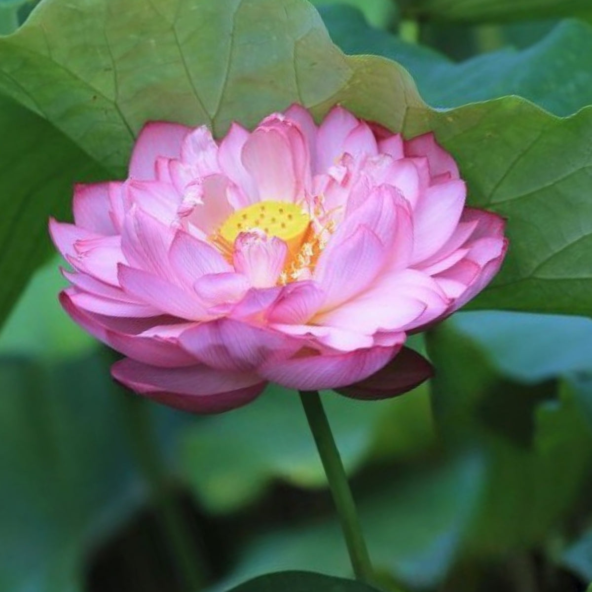5+ Rare Seeds - Peony Lotus Seeds, Edible Seeds & Roots